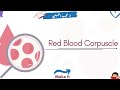 Red Blood Corpuscle كرات الدم الحمراء Dr Nageeb Red Blood Corpuscle كرات الدم الحمراء Dr Nageeb