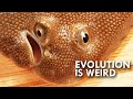 When Evolution Gets Weird