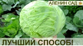 Лучший способ хранения капусты! Сама проверила! Лучший способ хранения капусты! Сама проверила!