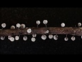 Amazing world of Myxomycetes Time lapse