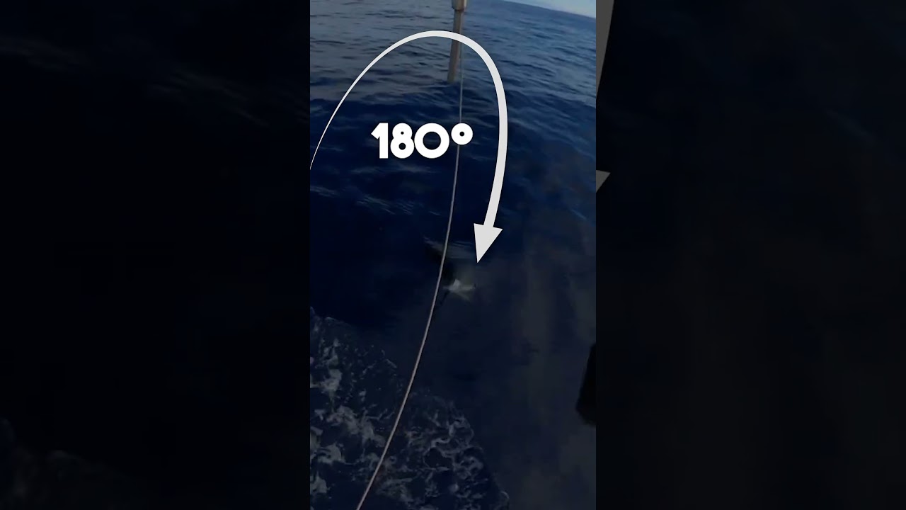 BIG FISH tries to KILL us… Watch out !! #fishing #shorts #fish #marlin #giantfish #sportfishing