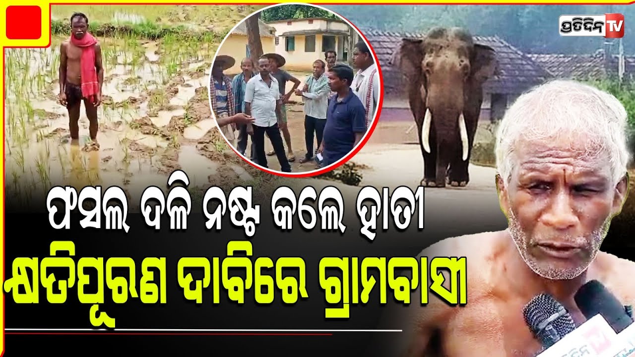 ବିଲରେ ପଶିଲା, ହାତୀ ଦଳିଲା ! Elephants destroyed Narasinghpur farm land, forest dept. Keeps mum.
