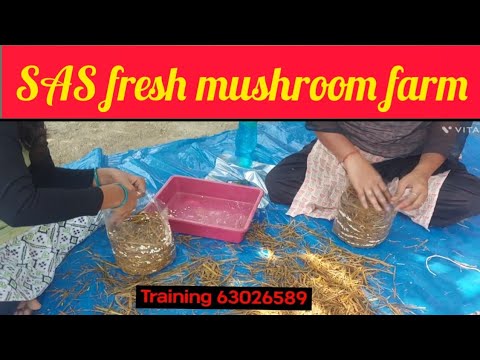 👉👉||#🍄🍄🍄పాల పుట్టగొడుగుల శిక్షణ ఇవ్వబడును||#mushroom available#SAS