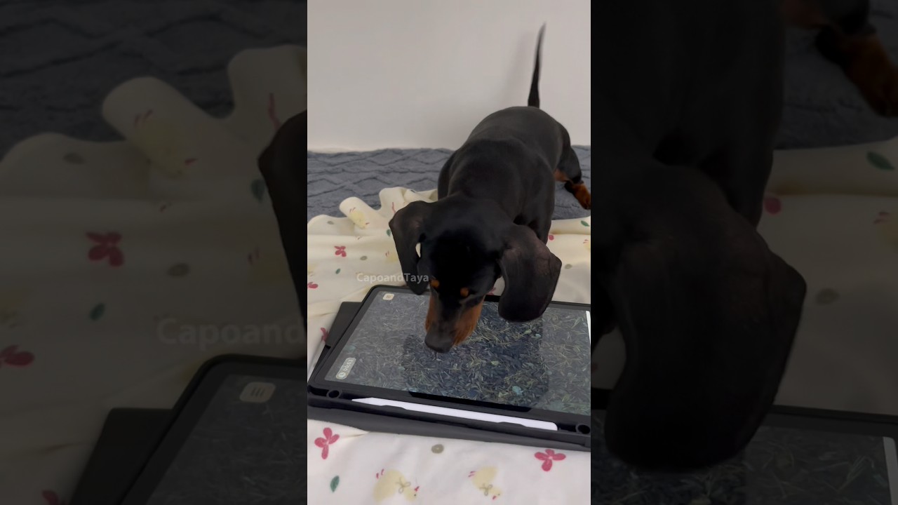 Dachshund never gets bored #dog #dogs