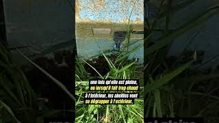 Pourquoi Je Naime Pas Les Ruchettes