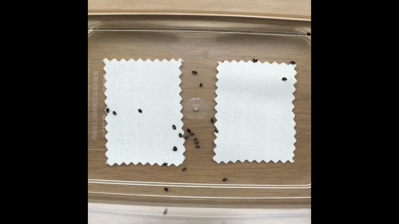 衣類を食べるヒメマルカツオブシムシの成虫を捕まえました こんな虫が身近にいたらご注意を Youtube