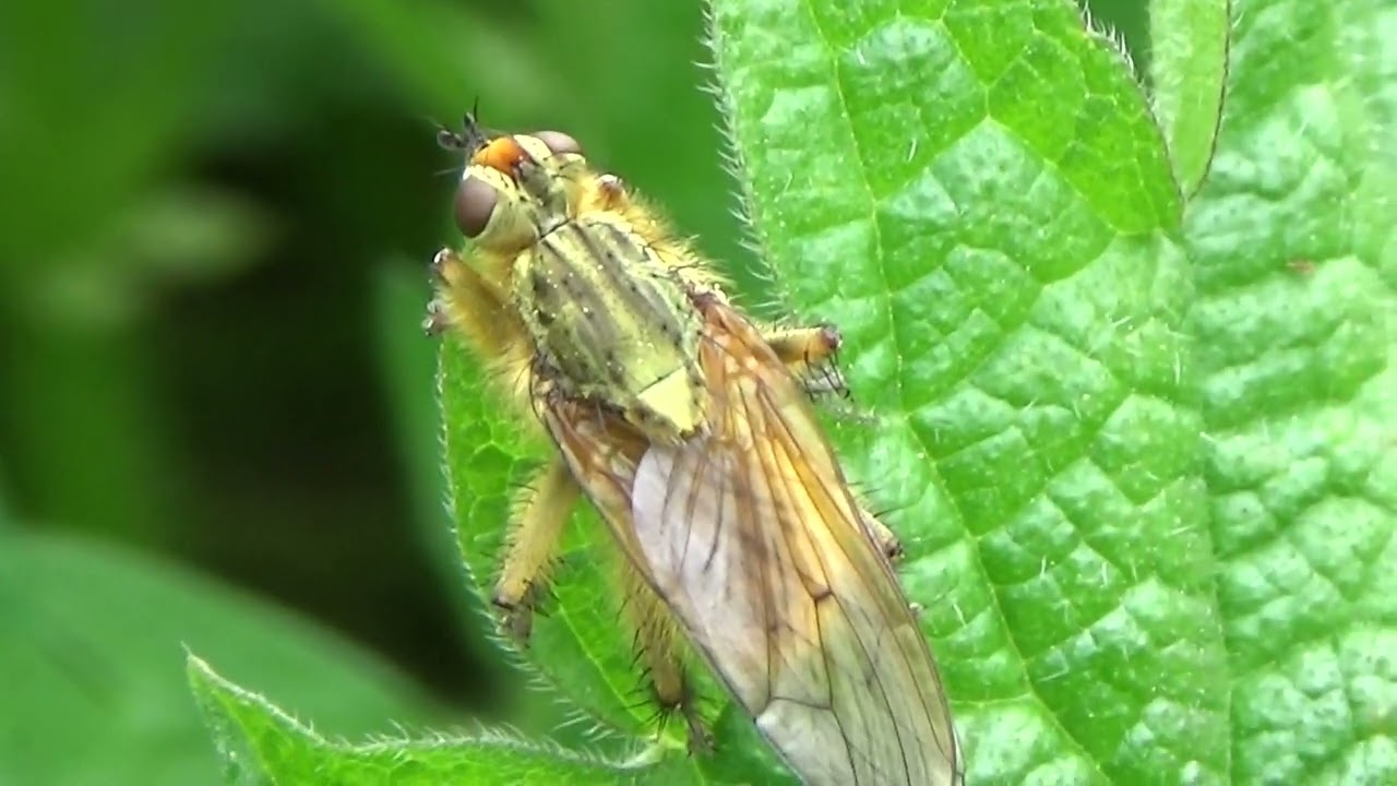 Strontvlieg - Scathophaga stercoraria