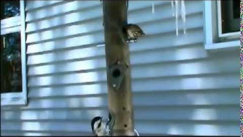 Audio Visual Catnip-  Birds And Squirrels Work Through A Late Spring