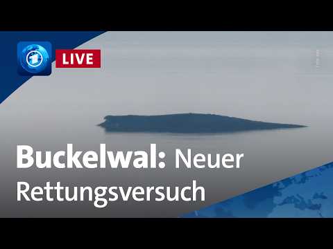 Neuer Rettungsversuch f&uuml;r gestrandeten Wal vor der Insel Poel (unkommentierter Livestream)

Eine private Initiative will den Buckelwal vor Poel lebend bergen und in die Nordsee transportieren. Mobilkr&auml;ne, Schwimmpontons und Rohre wurden daf&uuml;r angeliefert.

#Neuer #Rettungsversuch #f&uuml;r #gestrandeten #Wal