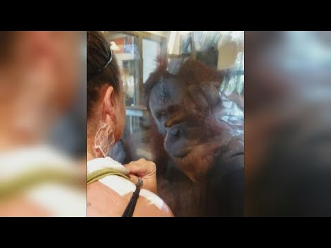 Orangutan Seems Fascinated By Woman's Bandages and Burn Scars