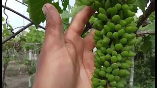 Introducing our Red Globe Grape Variety 🍇