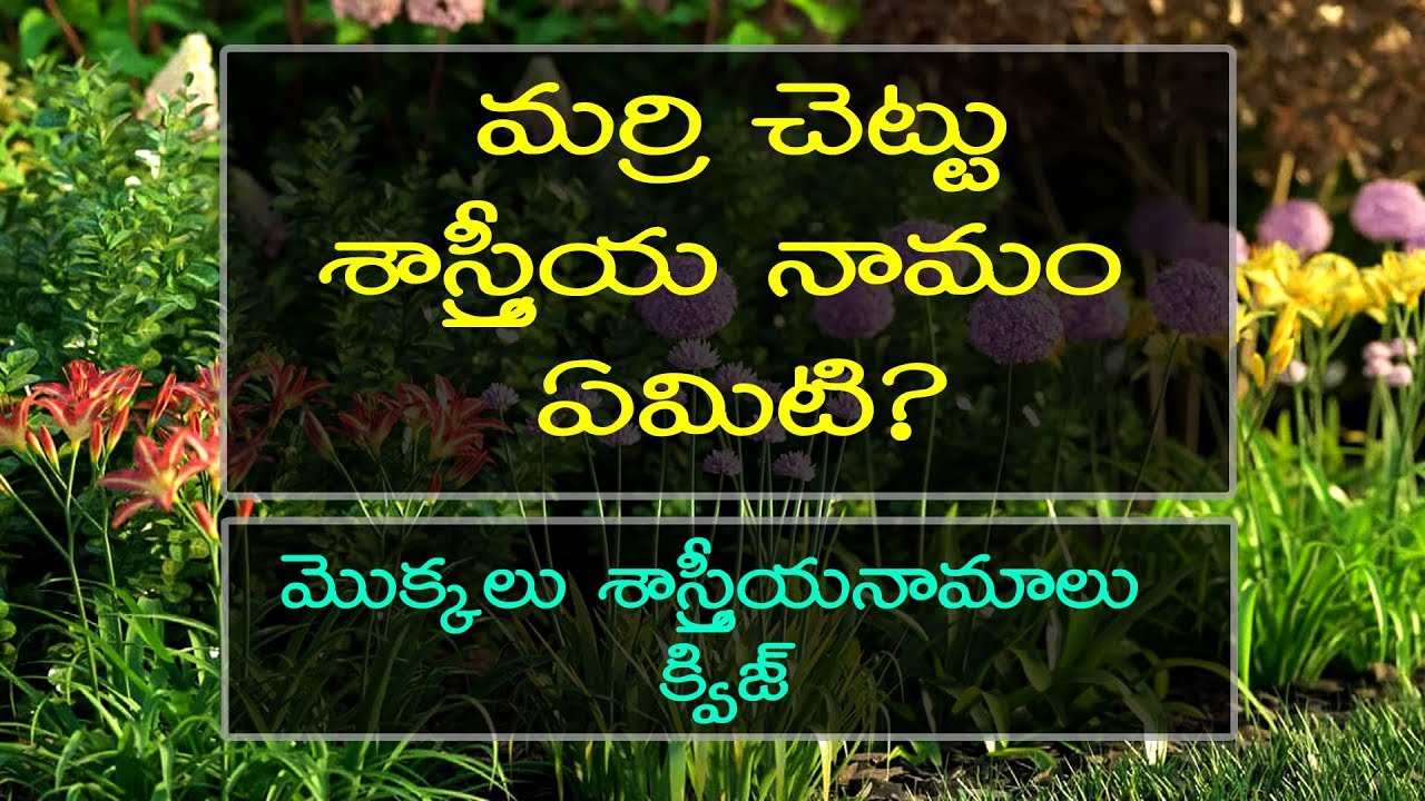 మొక్కలు యొక్క శాస్త్రీయ నామం Quiz Scientific names of Plants in