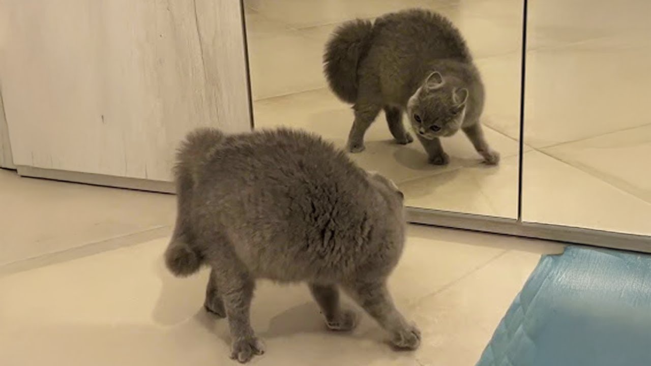 Кошки впервые видят свое отражение 😹🤣 Самые смешные реакции кошек!