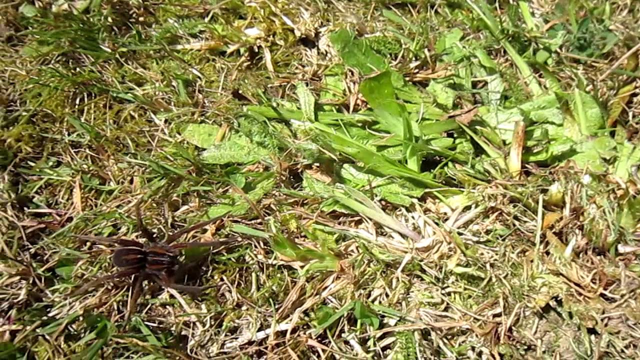 Large New Zealand spider