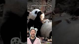 Experience an intimate interaction with a Chinese giant panda! #chinatravel #panda