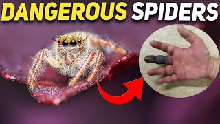 The Dangerous Spiders In the World (2023) by Animal Verse 605 views 4 months ago 10 minutes, 54 seconds