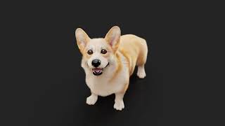 Corgi . Bark animation @MassimoRighiCG
