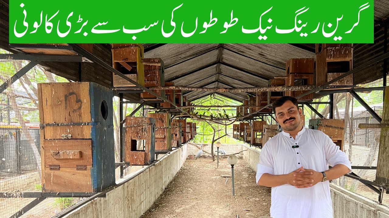 Green Ringneck Parrot Biggest Colony | Green Ringneck Parrot | Kathe toty 