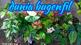 ready for sale, bougainvillea plants, elephant ears, etc.