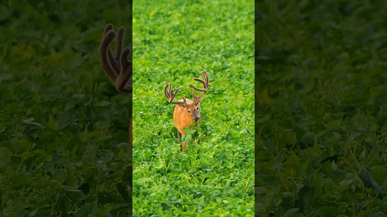 BIG BUCK SOYBEAN FOOD PLOT YouTube