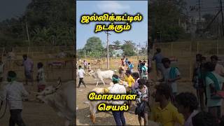 ஜல்லிக்கட்டு நடந்த பெரும் சோகம் 😔|#shortfeed