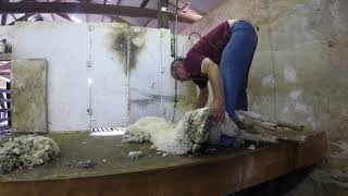Time Lapse: Blade Shearing at Rices Creek Poll Merinos, November 2017.