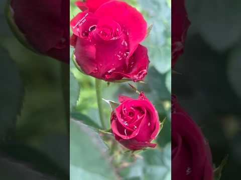 Growing Red Hybrid Rose Flowers #rose #youtubeshorts #trendingshorts #flowers #shorts