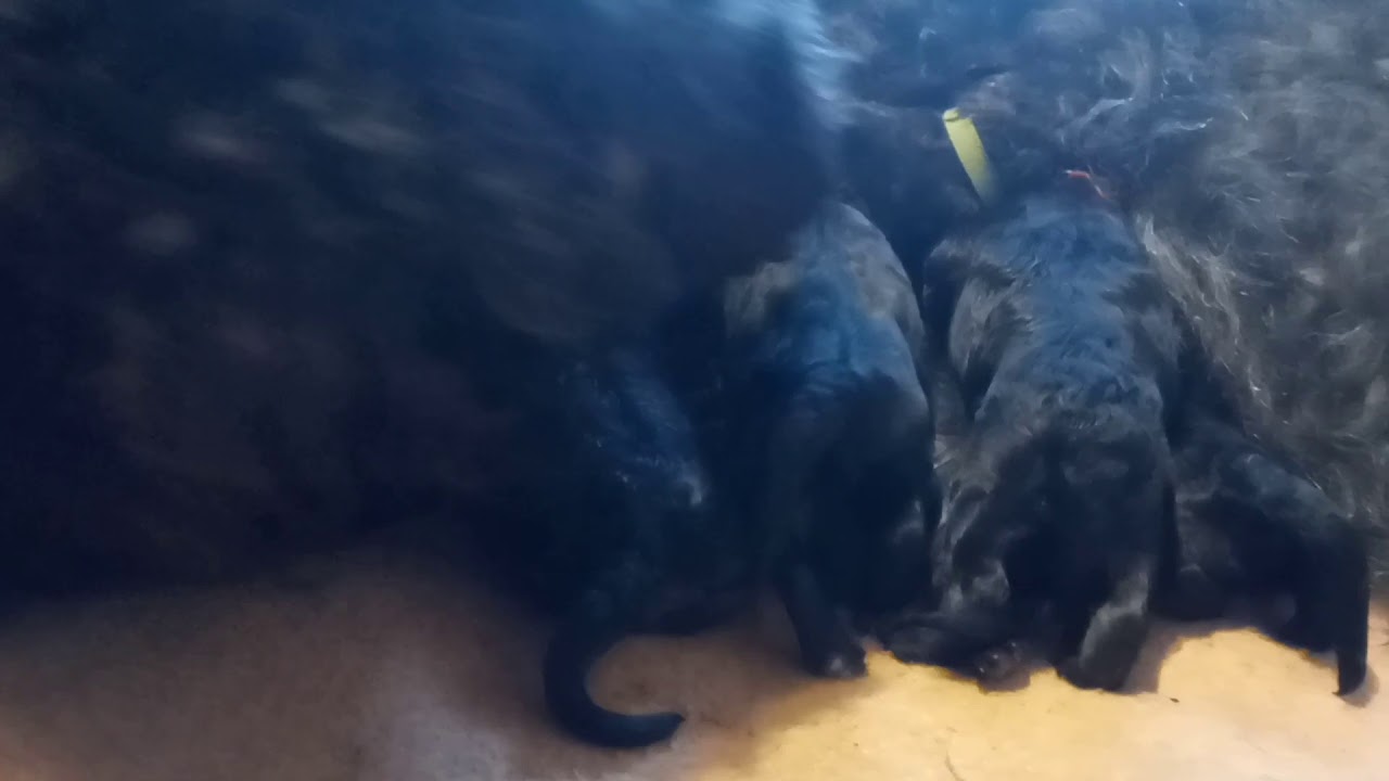 Askaardia De Erste Bewegte Bewegende Bilder Youtube