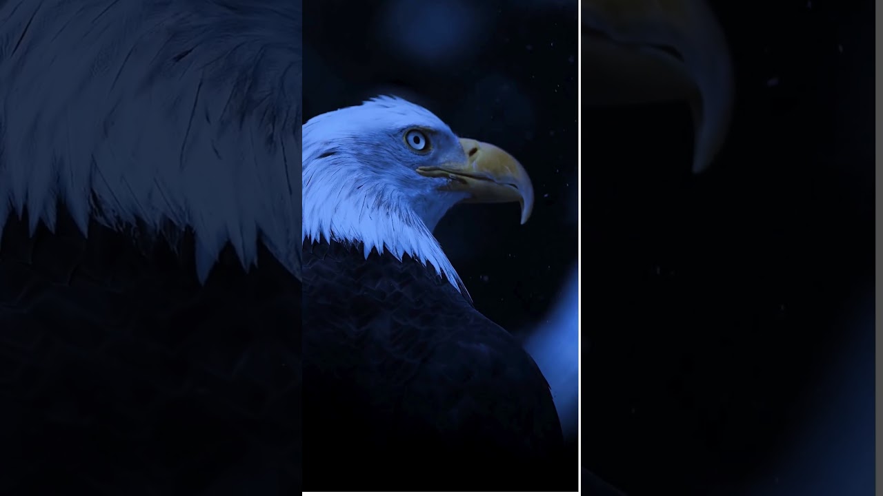 Winter's Majesty: An Eagle's Silent Vigil 
