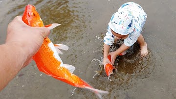 Em ổi tìm bắt con cá vàng chạy lên vũng nước cạn