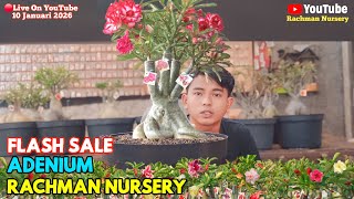 Download Lagu 🔴 Live Flash Sale Adenium Bunga tumpuk Dan karakter (10 Januari 2026) #Rachmannursery #Adenium MP3