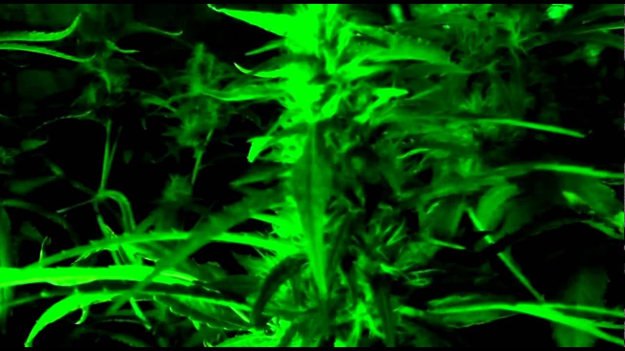 DNA Genetics - Sour Cream (G13/Haze x Sour Diesel) - Medicinal Grow - 1 Plant