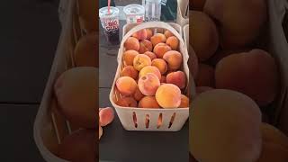 Graham U pick Peaches #familytime❤️❤️ #fyp #fruitpicking #centralflorida #peachpicking 