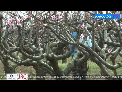 აზიური ფაროსანას მონიტორინგი კახეთში