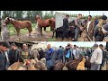 Beshariq ot va Qõy bozori bugungi narhlar bilan tanishing 3.05.2026yil
