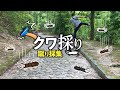 クワガタ採集｜蹴れば蹴るほど落ちてくる！笑いが止まらない