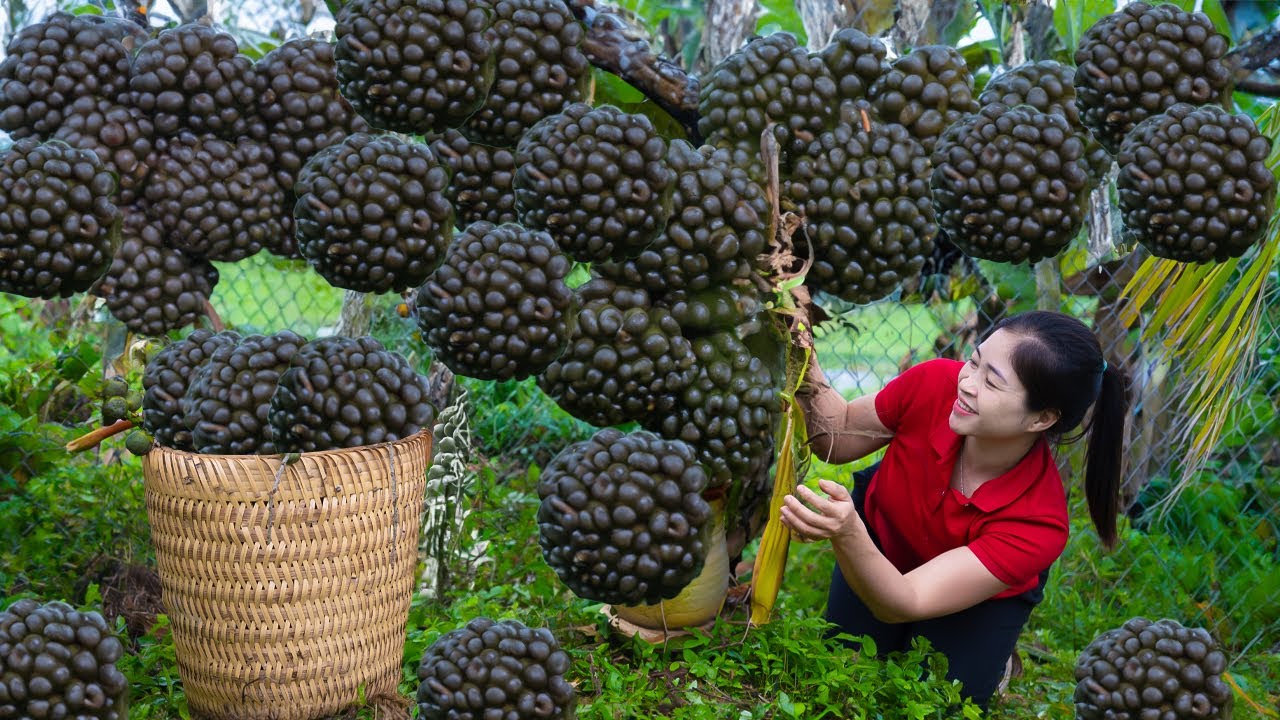 Harvesting Palm fruit Goes To Market Sell | Cooking And Gardening | Ánh Vy Harvesting