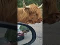 Only in Scotland lol, this moment absolutely made my day ❤️#scotland #roadtrip #adventure #solo #uk