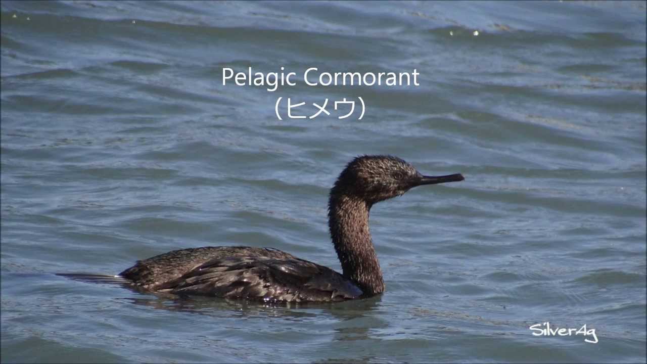 Pelagic Cormorant 