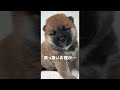 真っ黒なお顔の柴犬が半年後どうなるか想像できますか？#Shorts