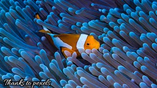 Most Beautiful Fish |Free to use #clownfish screenshot 4