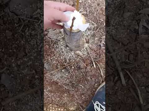 تطعيم الاجاص على التفاح بطريقة الشق م خلدون الغزالي