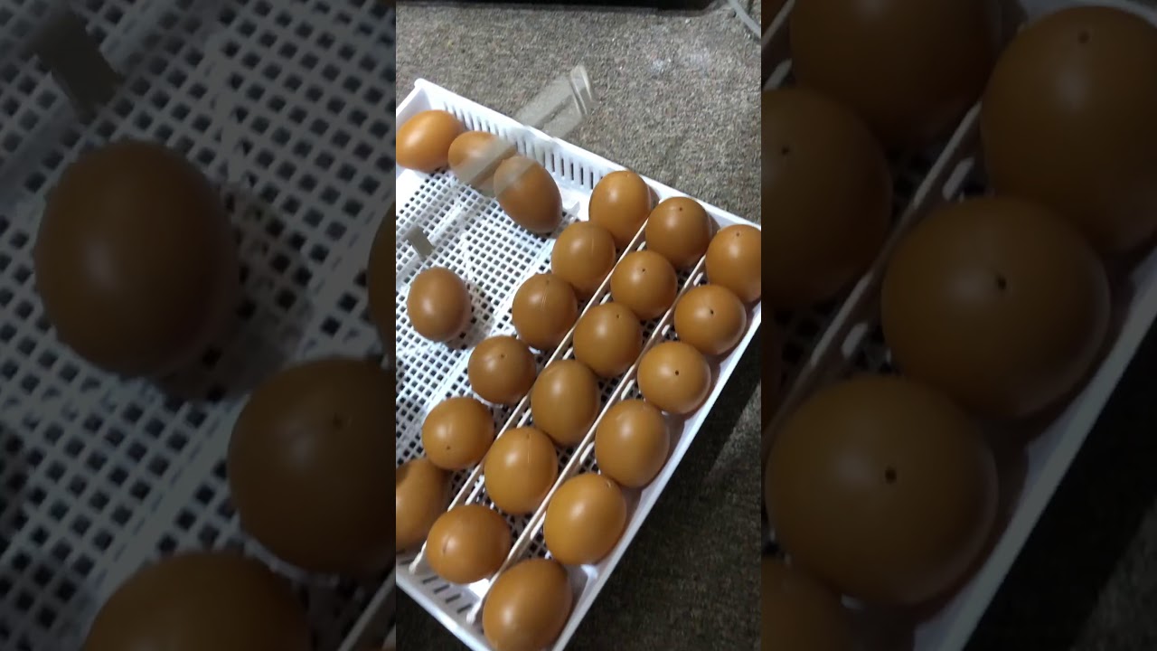 جونيه تى به كار هينانى مفقسى اركؤم كؤرى