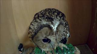 【HD撮影】フクロウを飼う前に見て欲しい動画①　餌鳴き編　ウラルアウル　Ural Owl Raptor　猫头鹰　貓頭鷹　올빼미 梟 сова  gufo  Eule  นกฮูก hibou