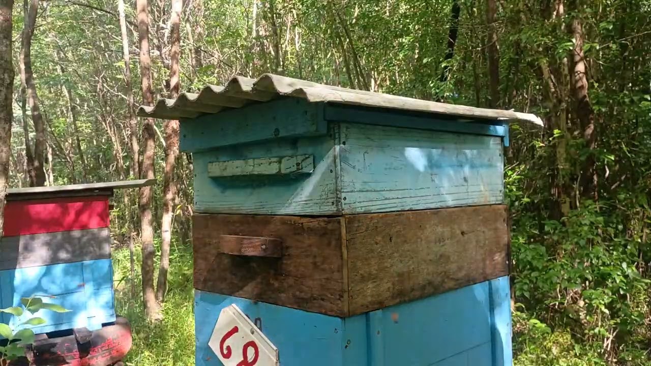 Olá boa tarde colegas apicultores Hoje. Fiz uns manejos a minha suspeita se confirmou 