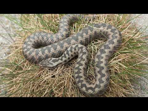 Italy's Most Misunderstood Snake | The Truth About Italian Vipers 🐍🇮🇹
