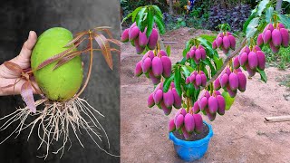 Great Way For Grafting Mango Tree Using Mango Fruit With Aloe Vera || Mango Tree Grafting