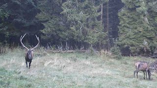 : Jelenia ruja na Cergove | Deer rut in Cergov