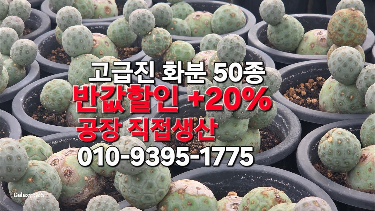 특가50종#우암도예 #다육화분 #다육 #다육식물 #화분 #분갈이흙 #야생화 010-9395-1775 