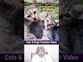 Funniest Cats &amp; Dogs of 2026 🐾😂 | Try Not To Laugh Challenge #funnydogs #funnycats #kittens #shorts